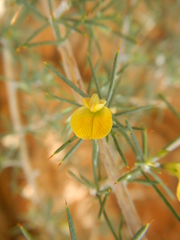 Aspalathus spinosa flavispina