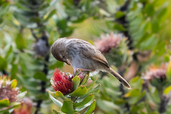 Cisticola subruficapilla