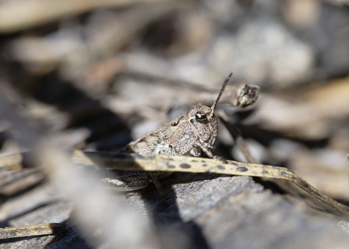 iNaturalist observation photo of Short-horned Grasshoppers