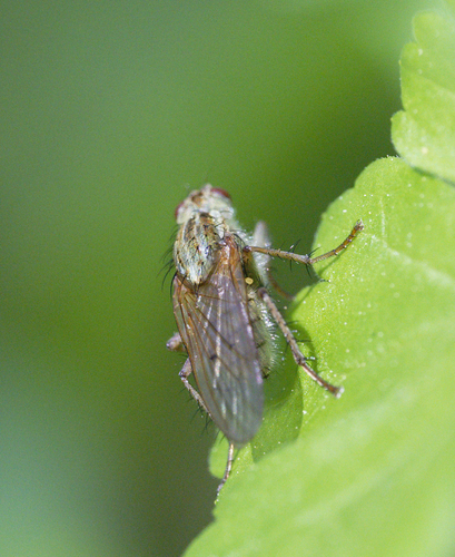 iNaturalist observation photo of Golden Dung Fly