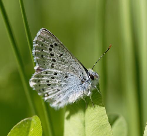 iNaturalist observation photo of Greenish Blue