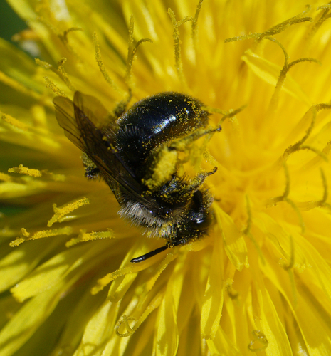 iNaturalist observation photo of Mining Bees