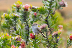 Cisticola subruficapilla