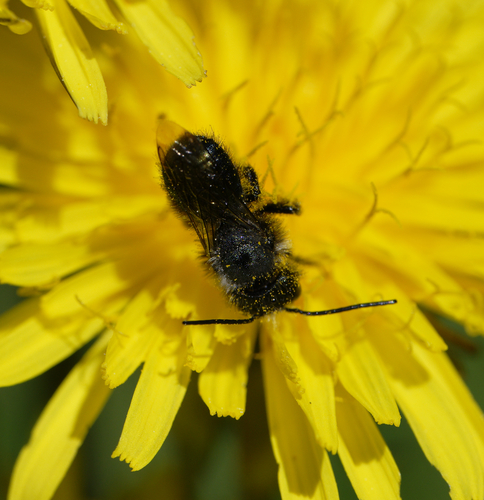iNaturalist observation photo of Mason Bees