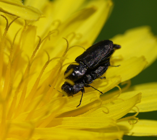 iNaturalist observation photo of Melanthaxia