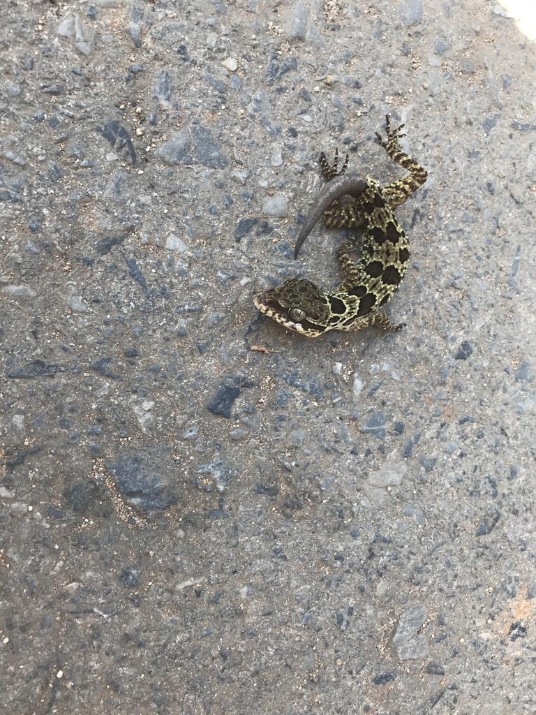 Butterfly Forest Gecko