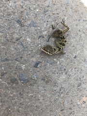 Cyrtodactylus papilionoides