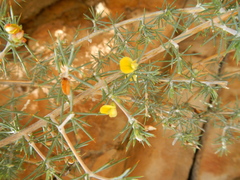 Aspalathus spinosa flavispina