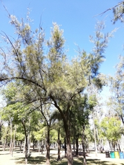 Casuarina equisetifolia