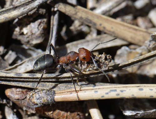 iNaturalist observation photo of Western Thatching Ant