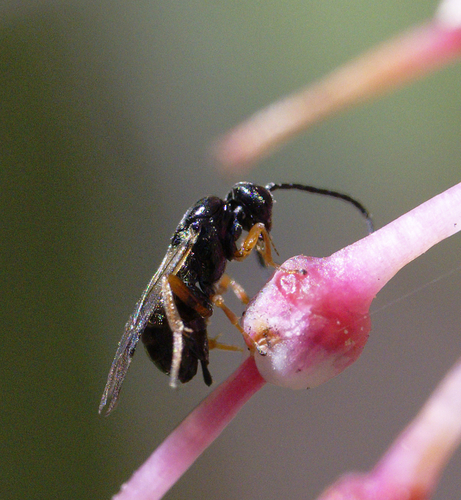 iNaturalist observation photo of Braconid Wasps