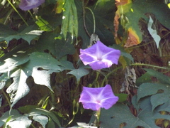Ipomoea setosa melanotricha