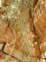 Aspalathus spinosa flavispina