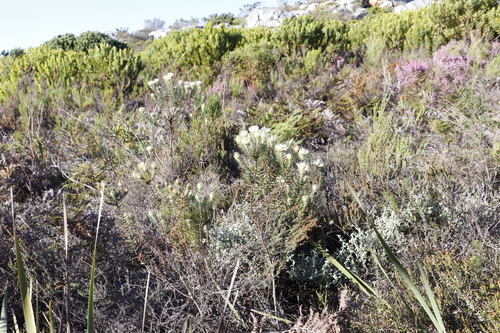 Image of Flannel Bush (Phylica plumosa) by (c) Tony Rebelo, some rights reserved (CC BY-SA)