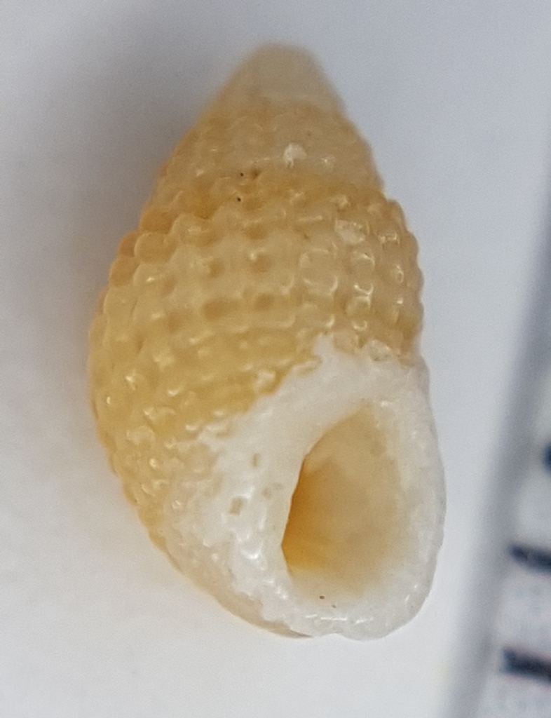 Alvania cimex