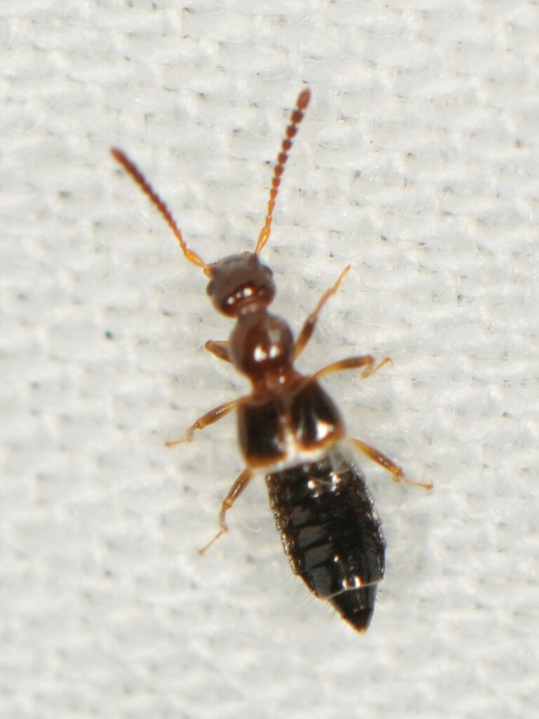 Apocellus sphaericollis