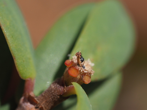 Image of Euphorbia celastroides by (c) Kevin Faccenda, some rights reserved (CC BY)