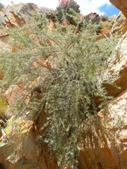 Aspalathus spinosa flavispina