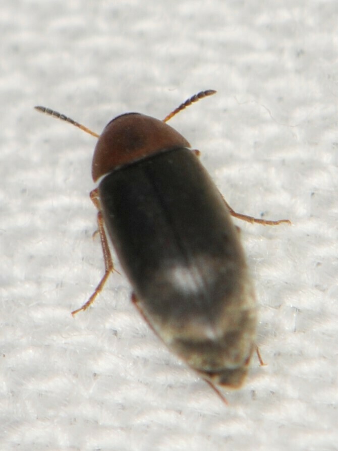 Pentaria dispar