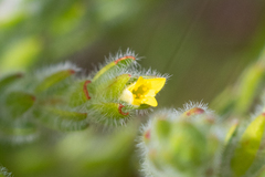 Gnidia humilis
