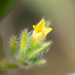Gnidia humilis - Photo (c) magriet b, algunos derechos reservados (CC BY-SA), subido por magriet b