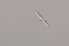 Chroicocephalus ridibundus