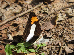 Adelpha paroeca paroeca