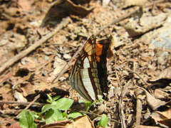 Adelpha paroeca paroeca