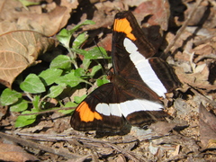 Adelpha paroeca paroeca
