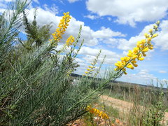 Lebeckia sepiaria