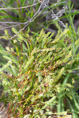 Gnidia humilis