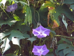 Ipomoea setosa melanotricha