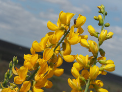 Lebeckia sepiaria