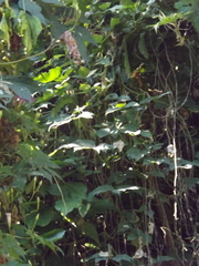 Ipomoea setosa melanotricha