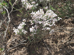 Aspalathus submissa