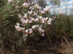 Aspalathus submissa