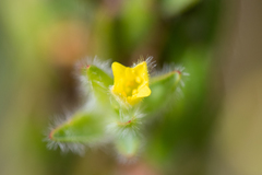 Gnidia humilis