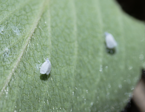 iNaturalist observation photo of Whiteflies