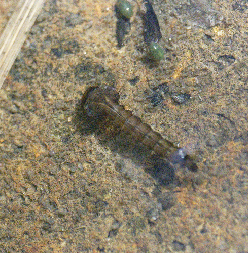 iNaturalist observation photo of Mosquitoes
