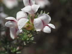 Aspalathus submissa