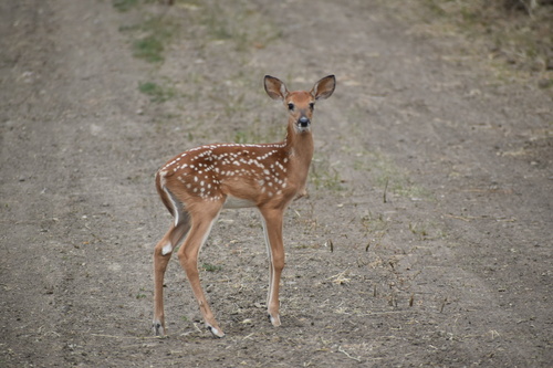 White-tailed Deer photographed in Iowa