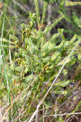 Gnidia humilis