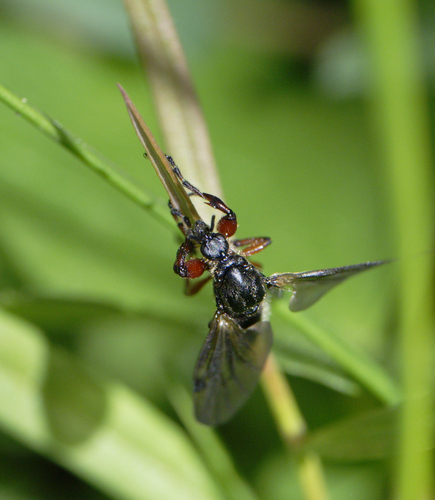 iNaturalist observation photo of Bibio