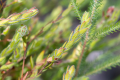 Gnidia humilis