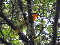 Telophorus nigrifrons