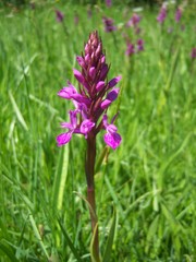 Dactylorhiza elata
