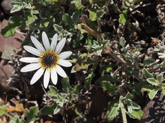 Arctotis pinnatifida