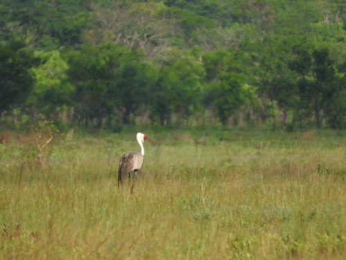 Wattled Crane