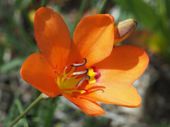 Tritonia deusta miniata