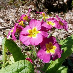 Primula × polyantha